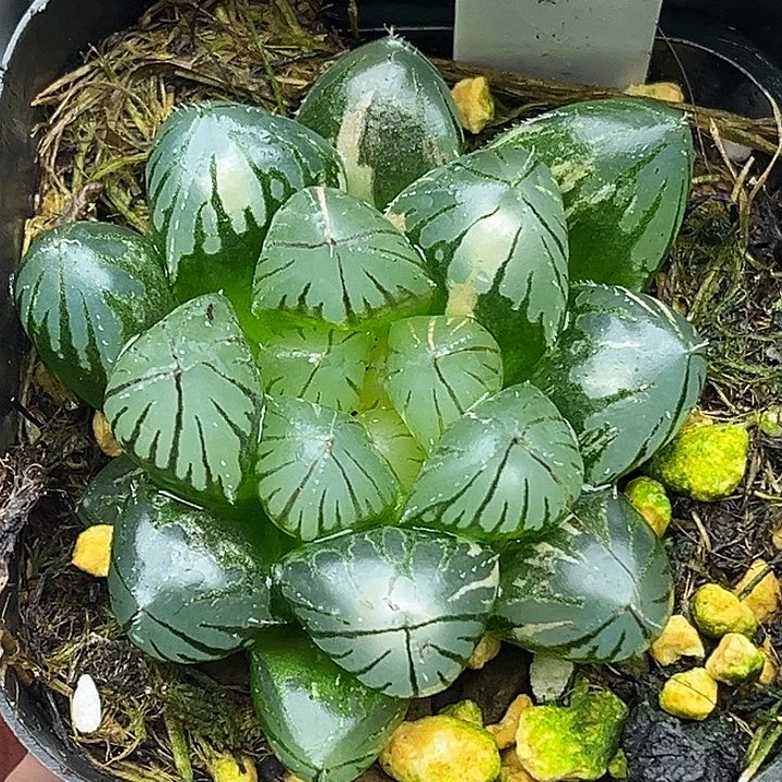 183灯芯龙爪玉露锦