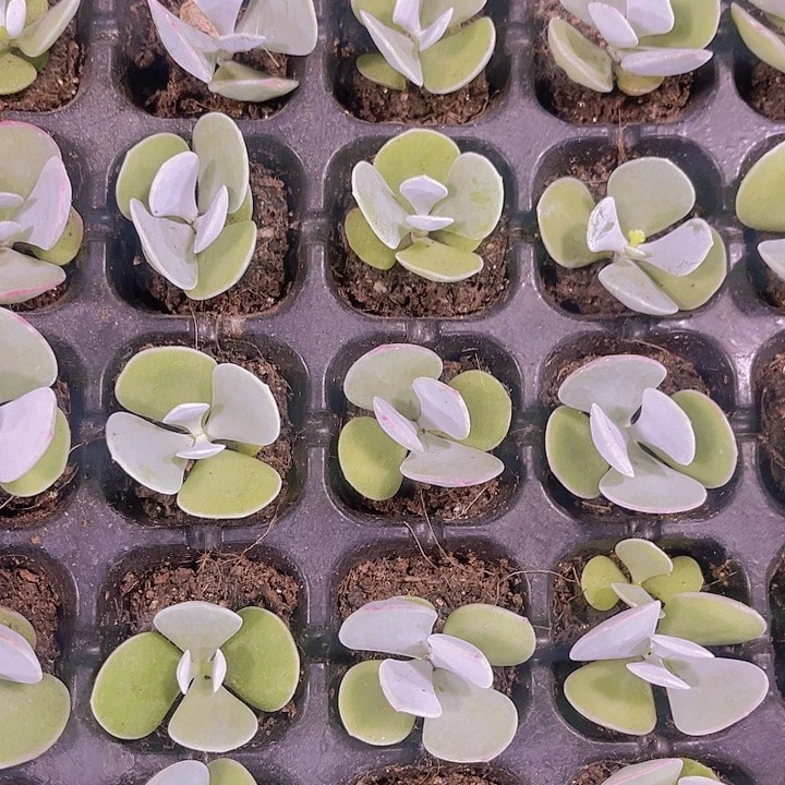 精品白眉多肉植物