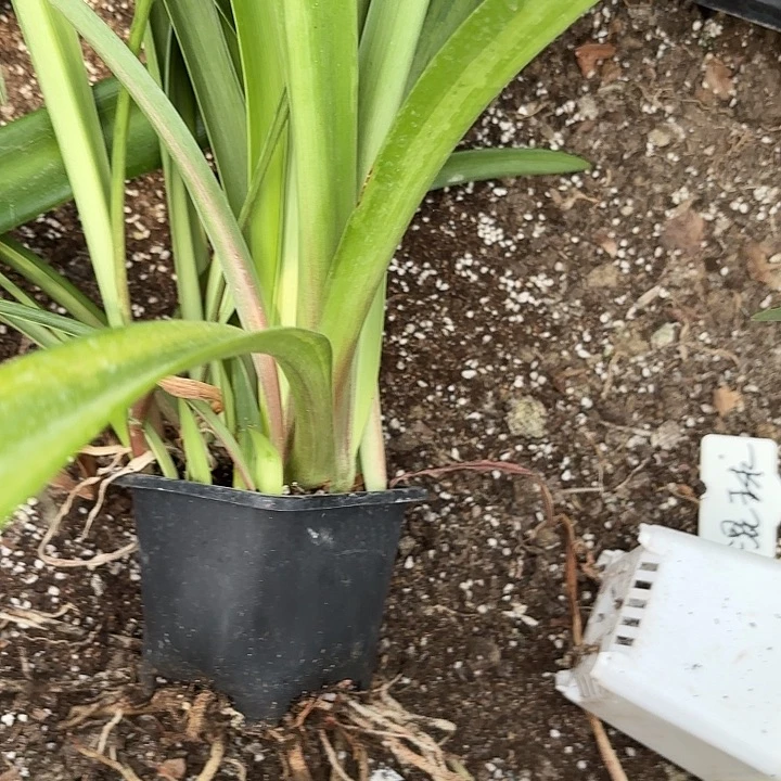 无花朵鑫*?品种盲盒8512