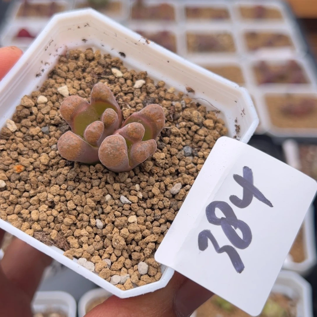 6.21风铃怪物多肉植物384