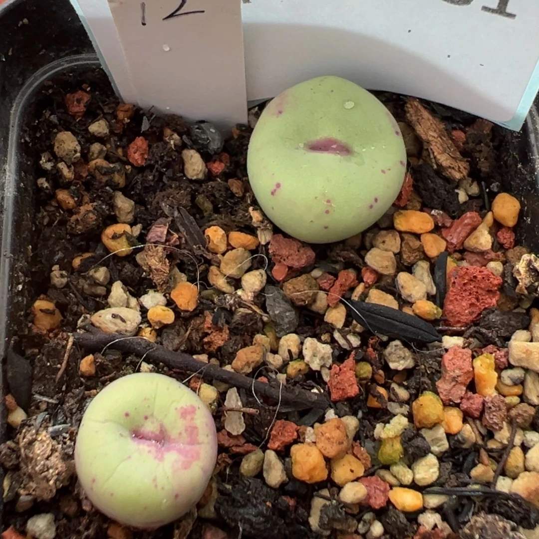 18-131肉锥多肉植物