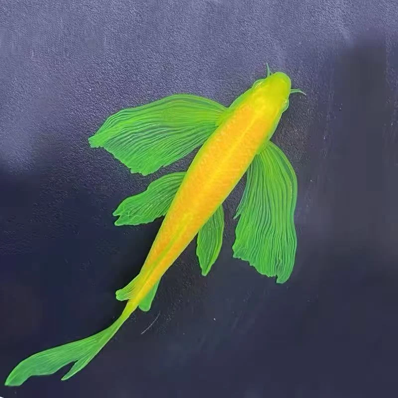 龙凤蝶翼斑马鱼多种颜色观赏鱼适合新手入门