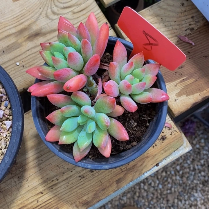 佳***齐我不在这里干什么