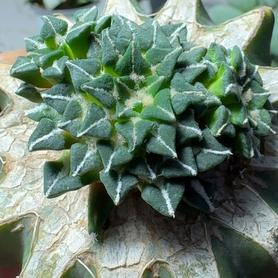 【闪购商品】无花朵进口红花馒头姬071