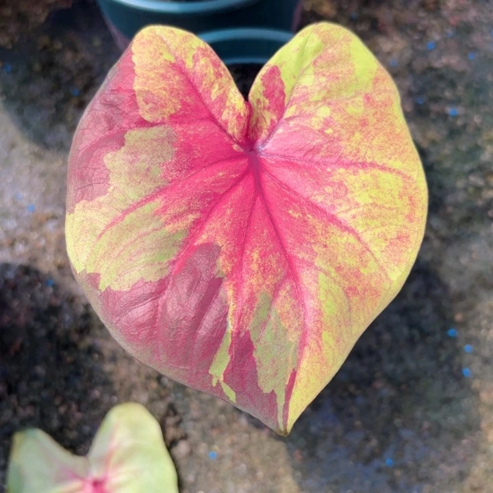 不开花植物泰国彩叶芋落日天空291