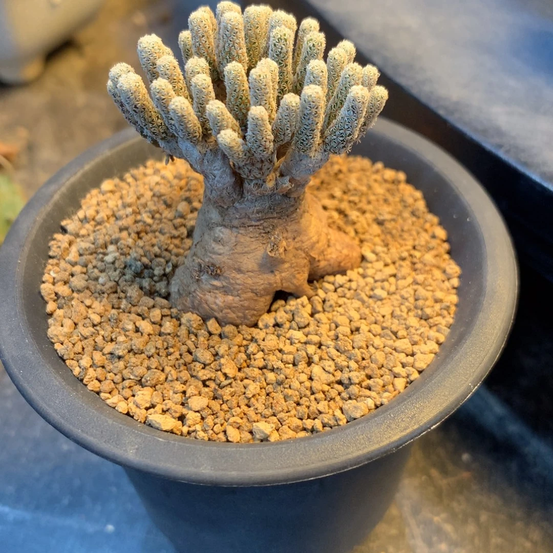 S***o专拍一物一拍实生。