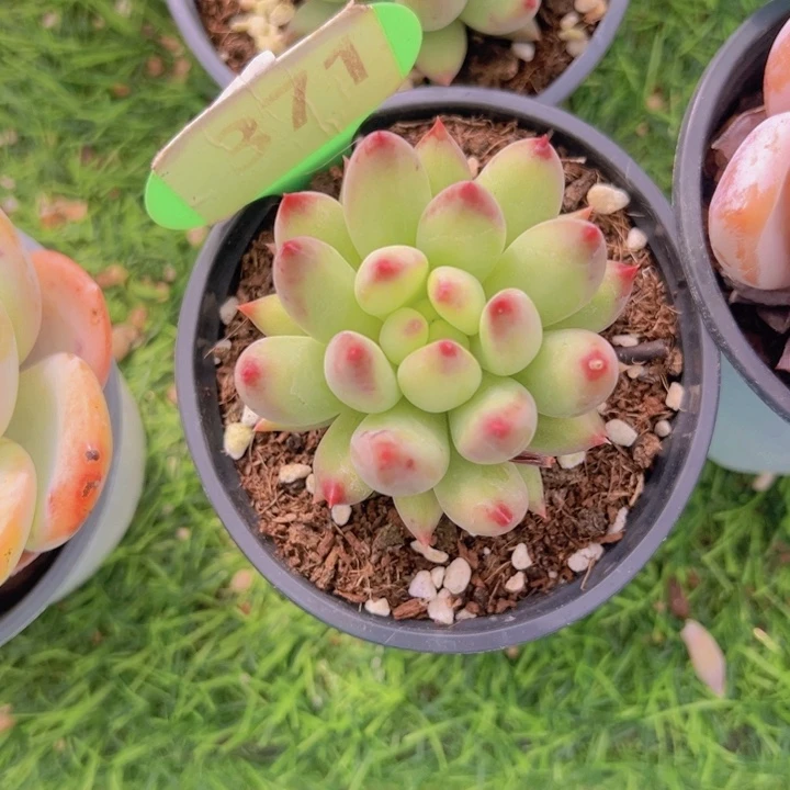 健健康康平平安安