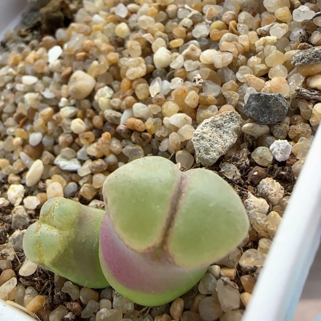 6187 大白多肉植物园