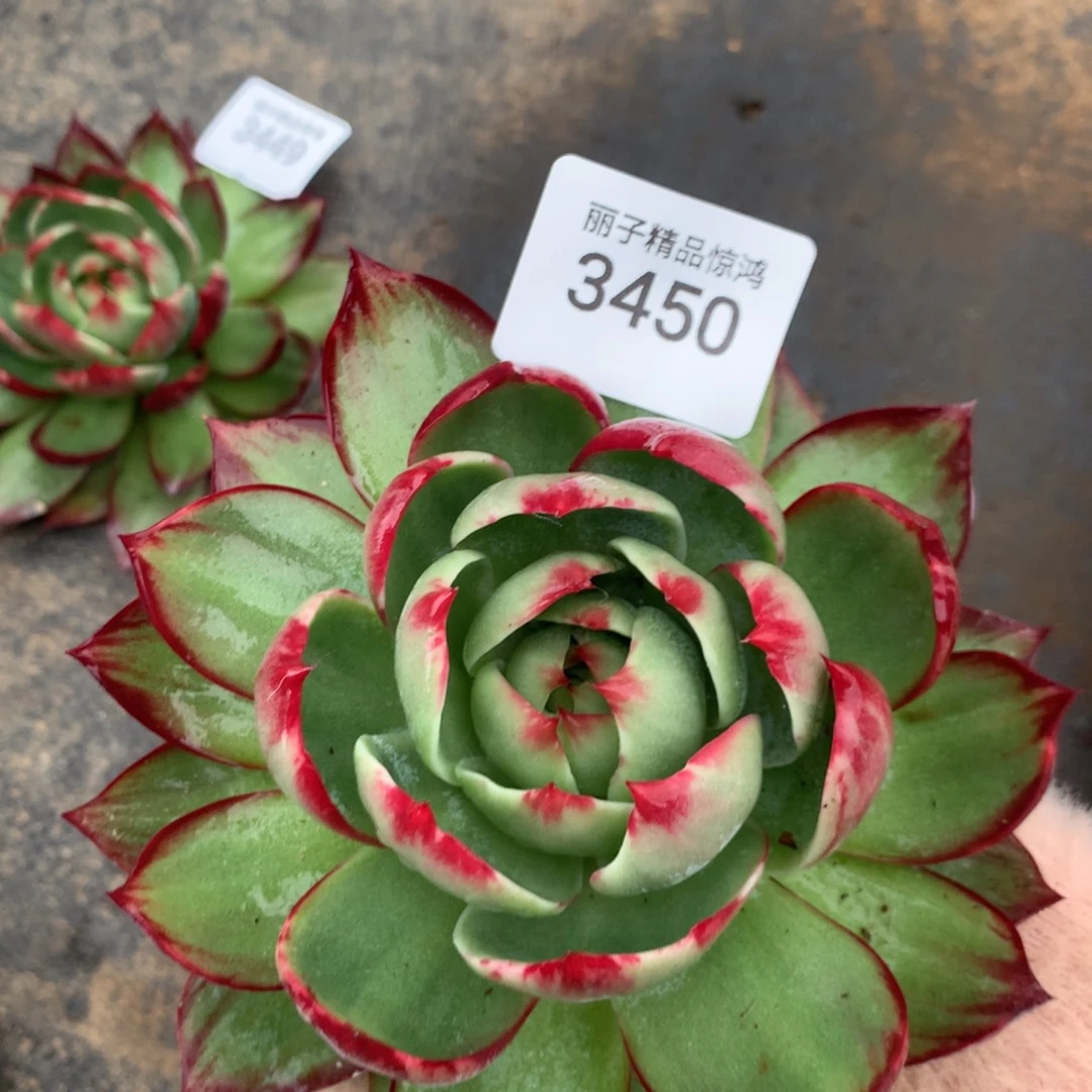 3450一物一拍15厘米不售后