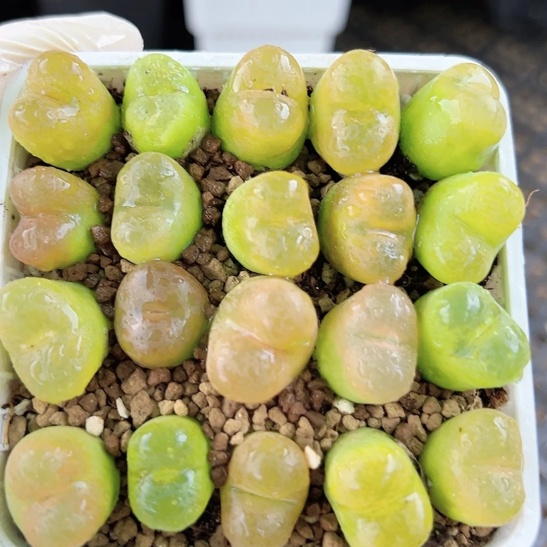 10001 好养易活生石花大母本
