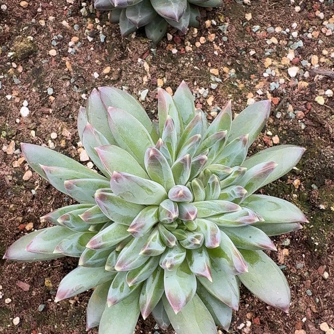 G***h暗纹怪多肉两颗寄养