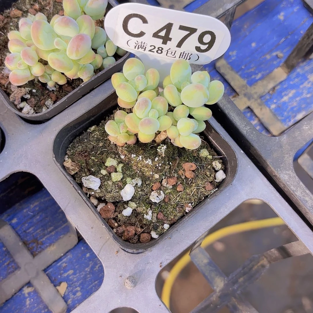 C479苹果奶一物一拍