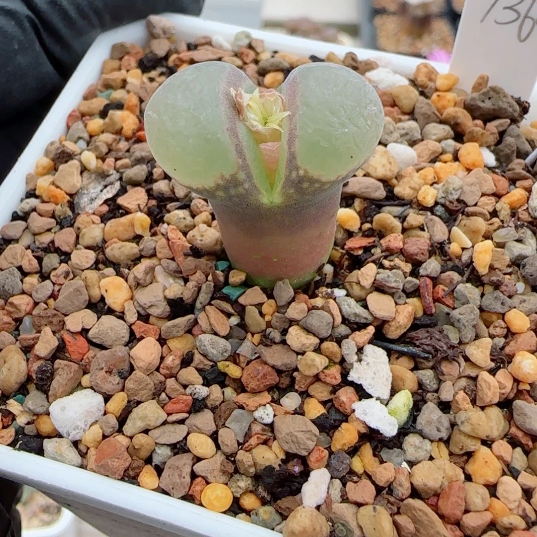 多肉植物Y360 50号