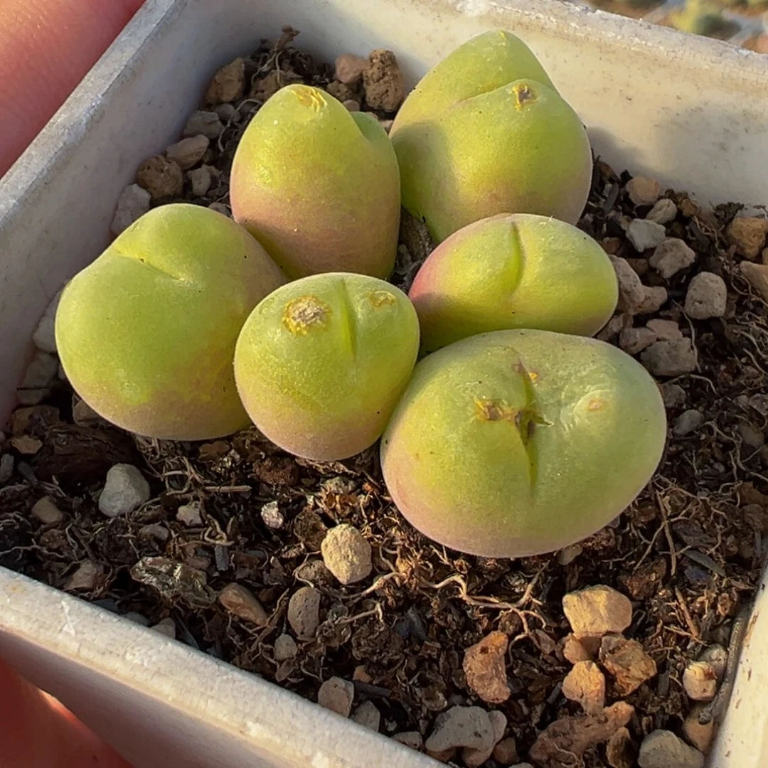 013多肉植物种类多样