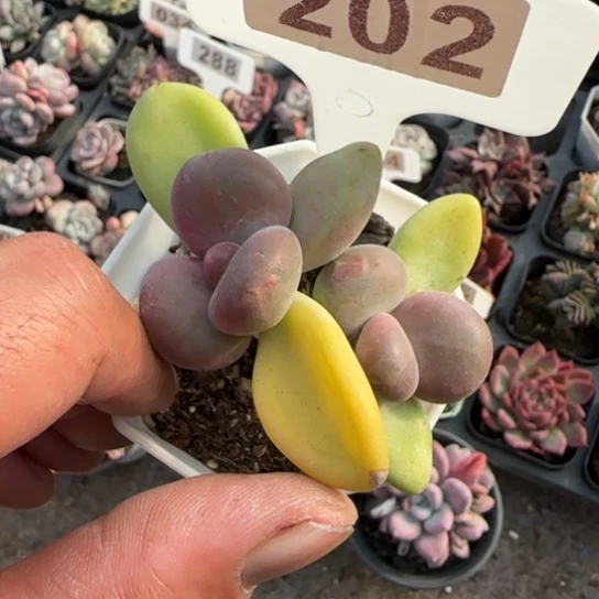 202芒果奶多肉植物多