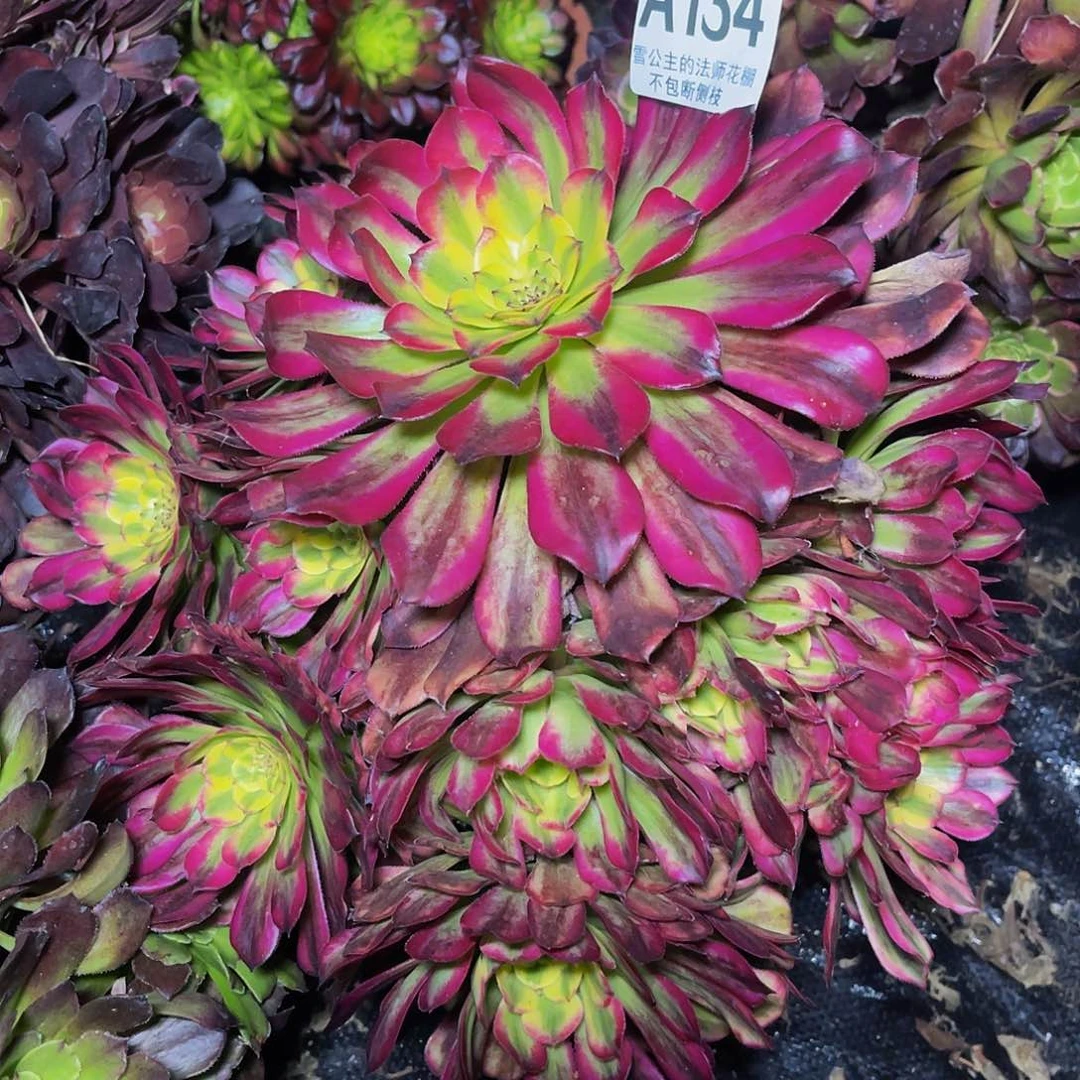 法师法师1–35包邮法师