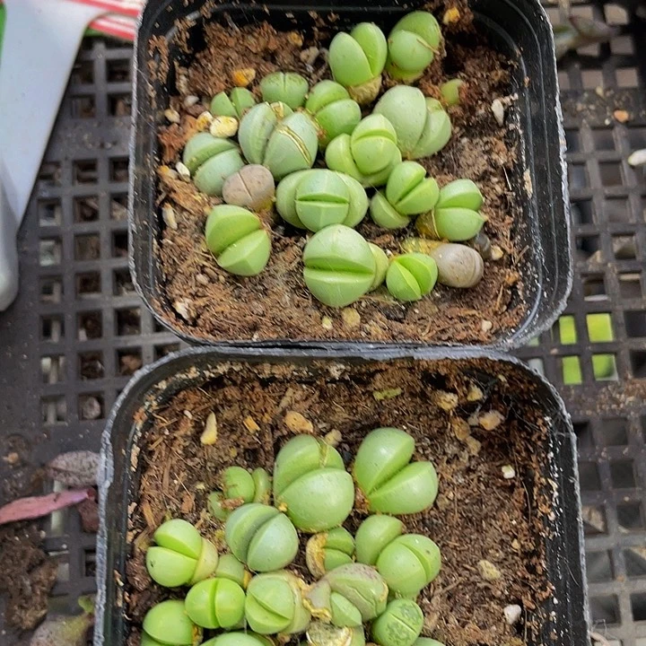精灵玉2.8带盆土发