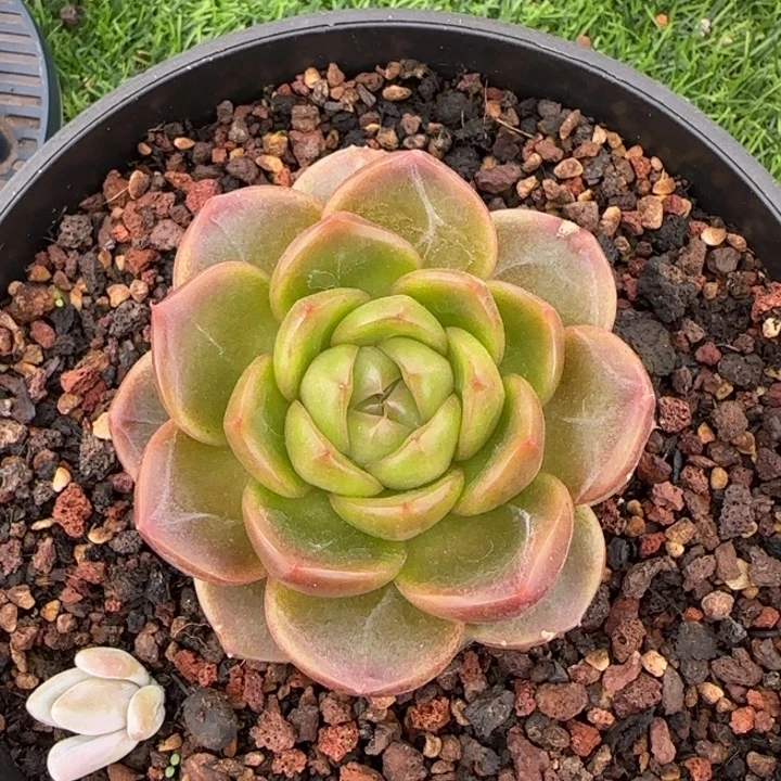 钻石珍妮多肉植物