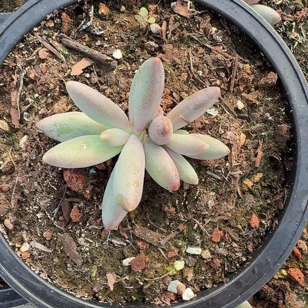 胖烟花123456789100111