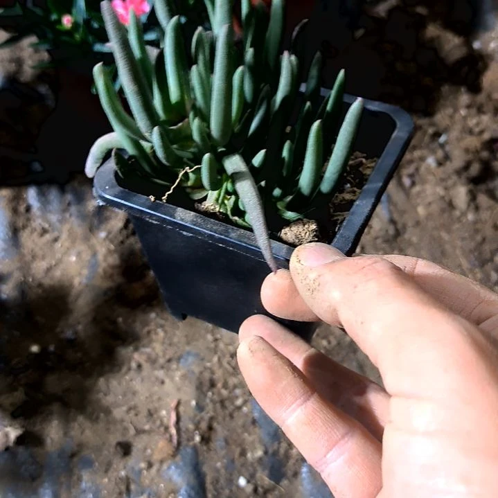 满9元包邮，，大奔龙