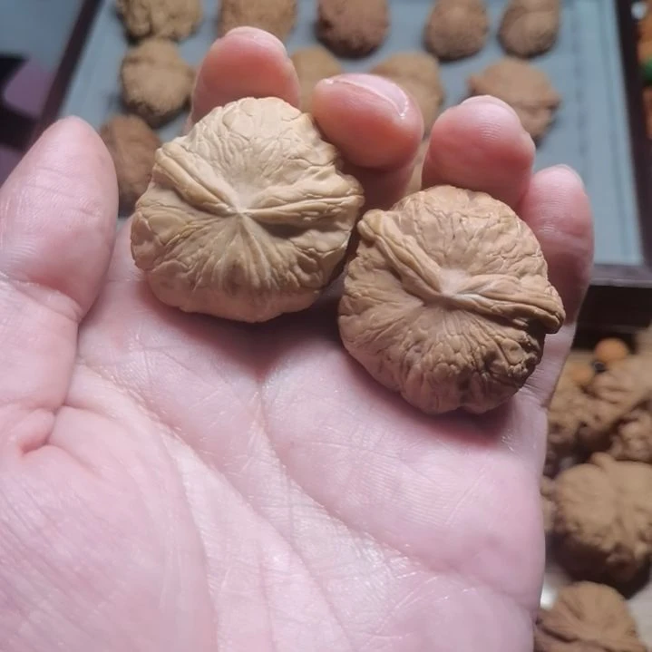 元宝小兔子4445555