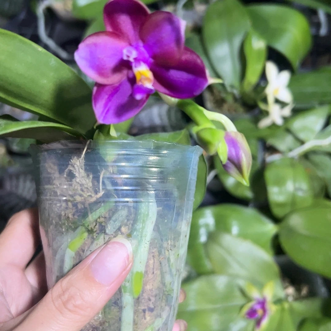 当前无花栽培后可以开花原生带花2.8