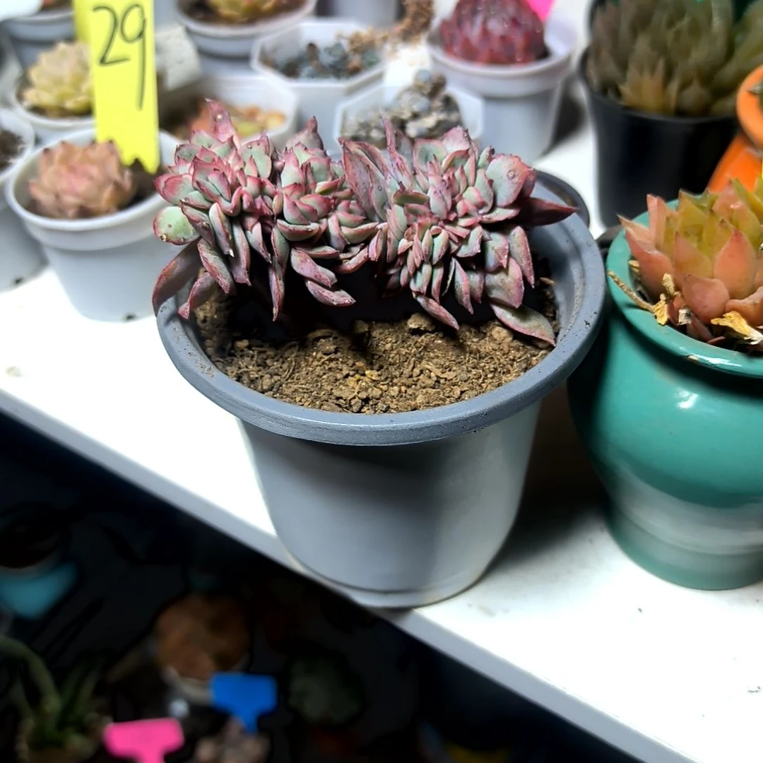 满6元包邮，大颗月光女神缀化