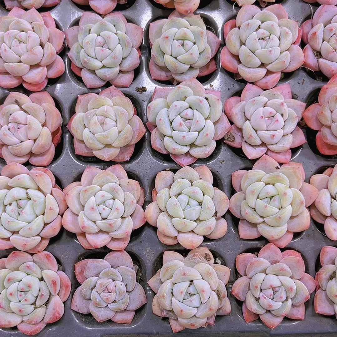 明月之心苗2个19包邮