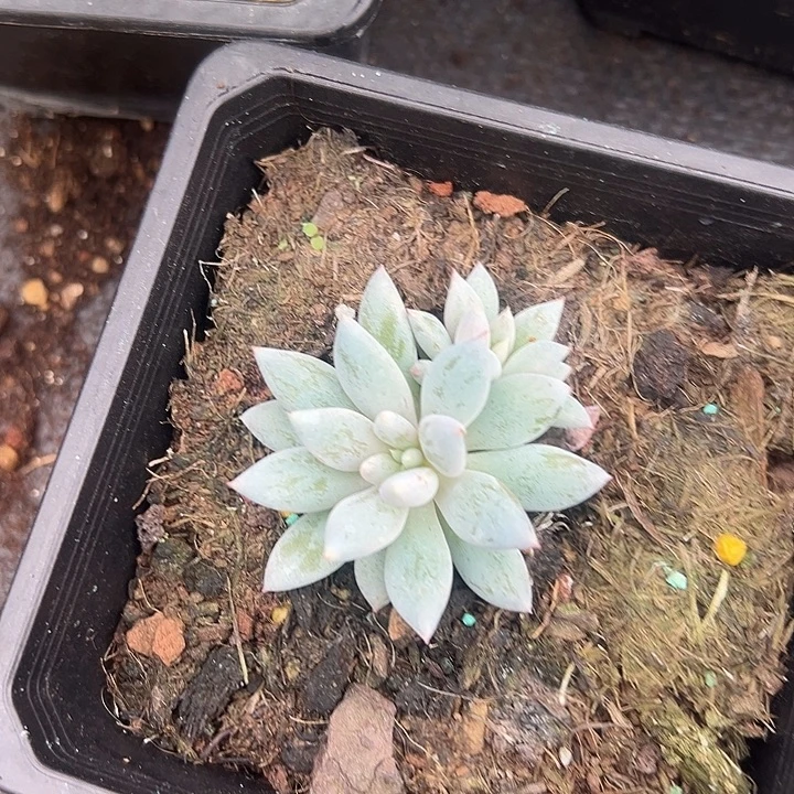 人鱼公主美人美人一物一拍