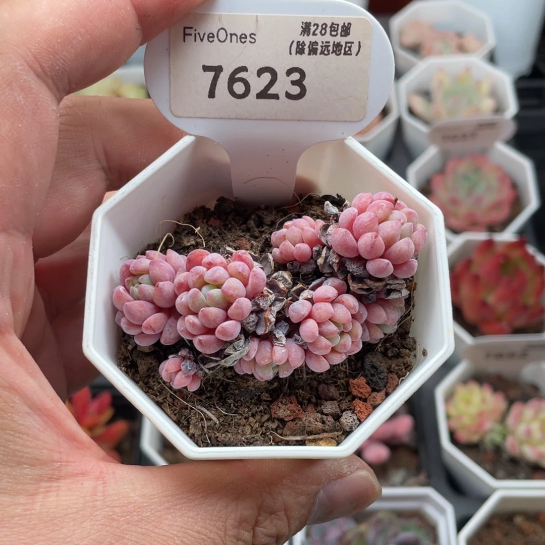 娜娅小精灵7623-6厘米