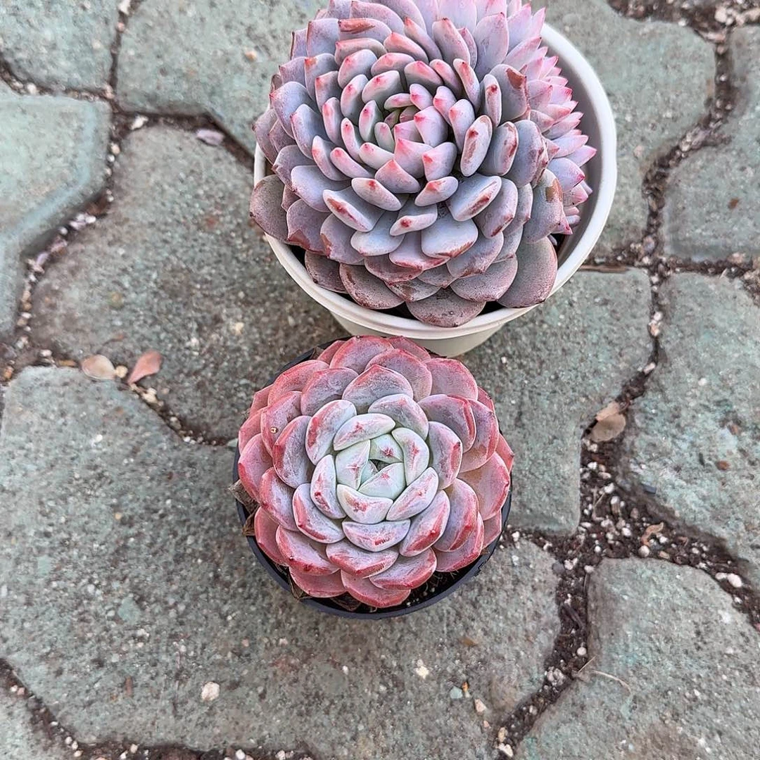 三***物星星橙➕厚梦多肉植物