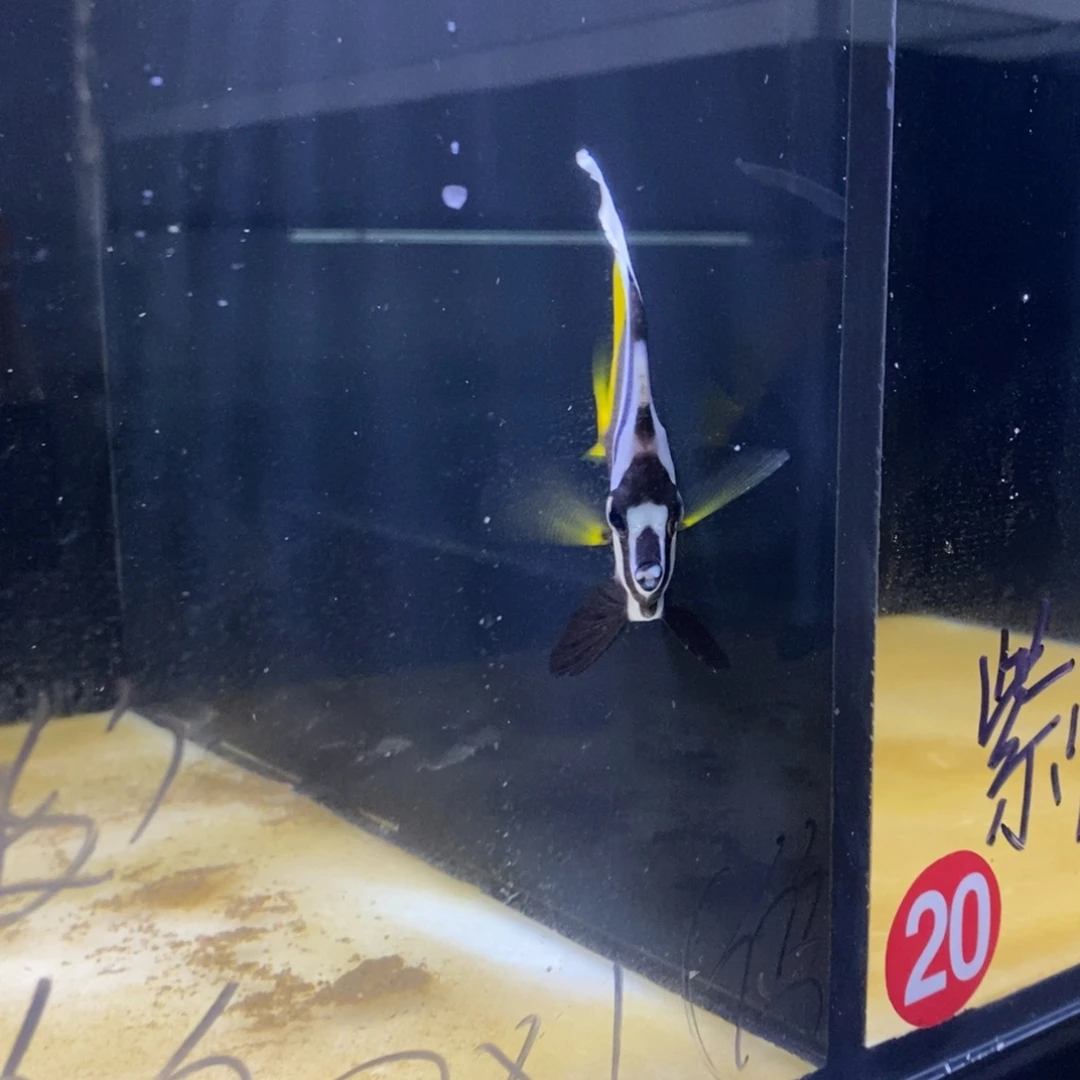公海水8海水观赏鱼金鬼刀
