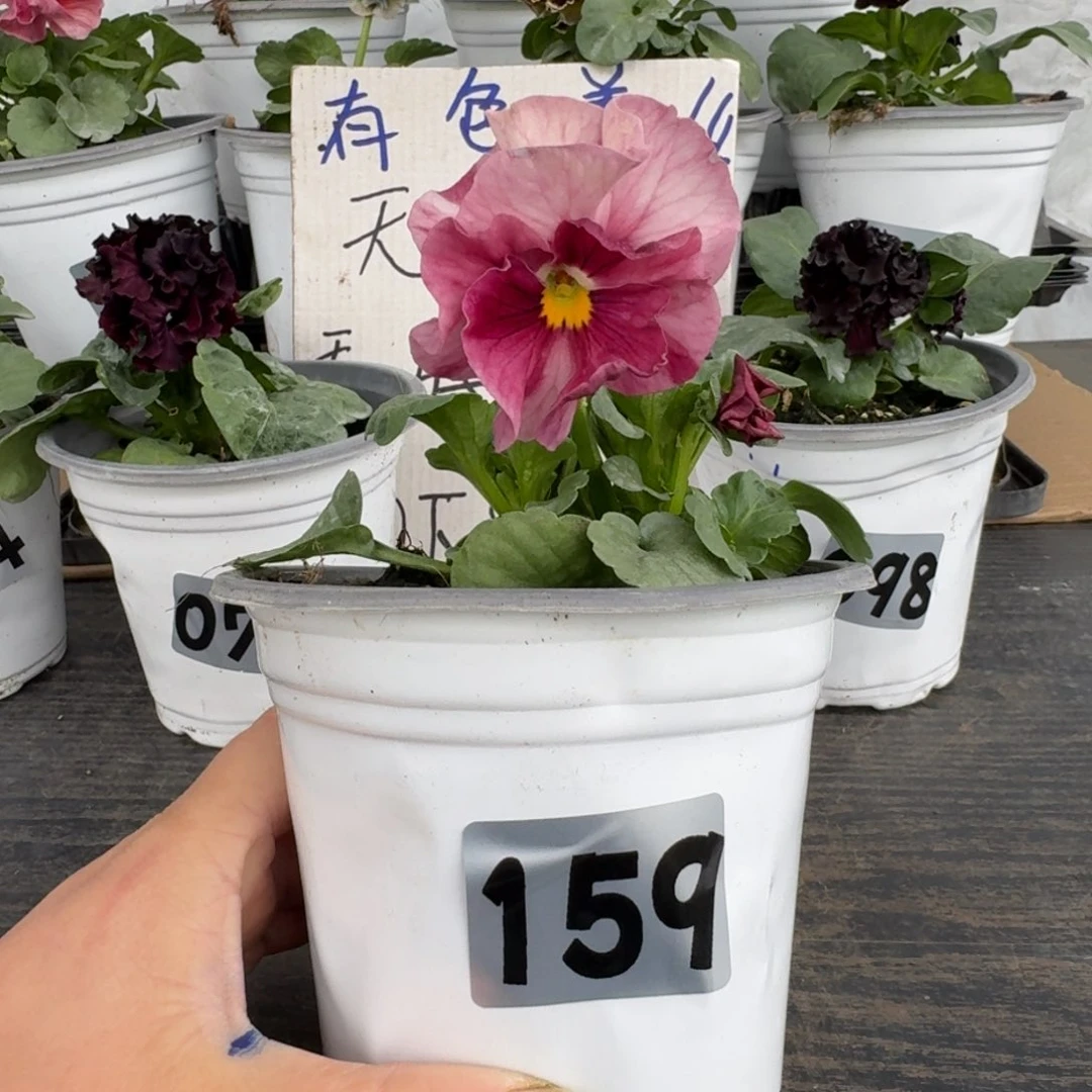 全部花朵159号玛丽林