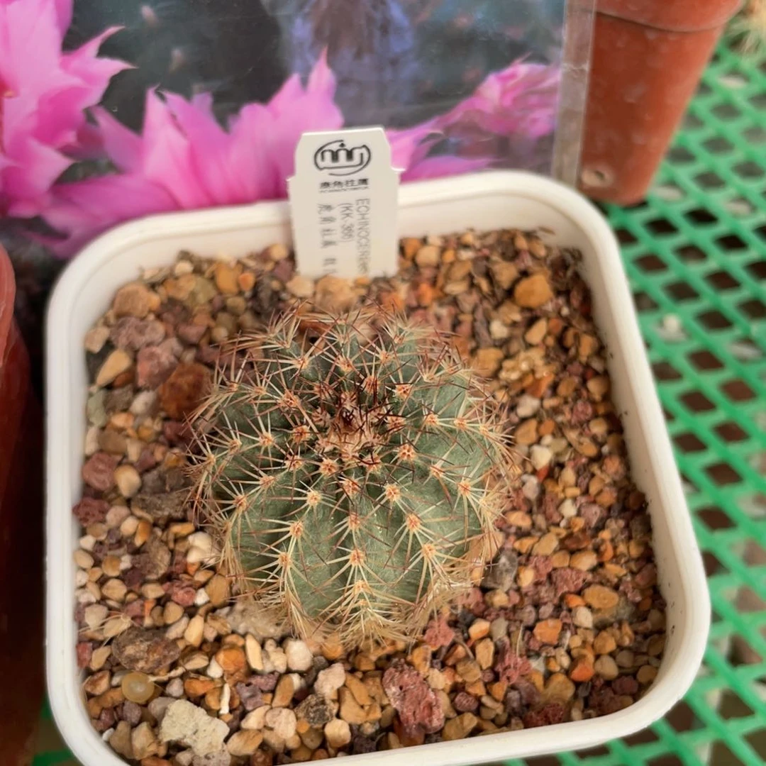 鹿角柱实生仙人球魏氏明石