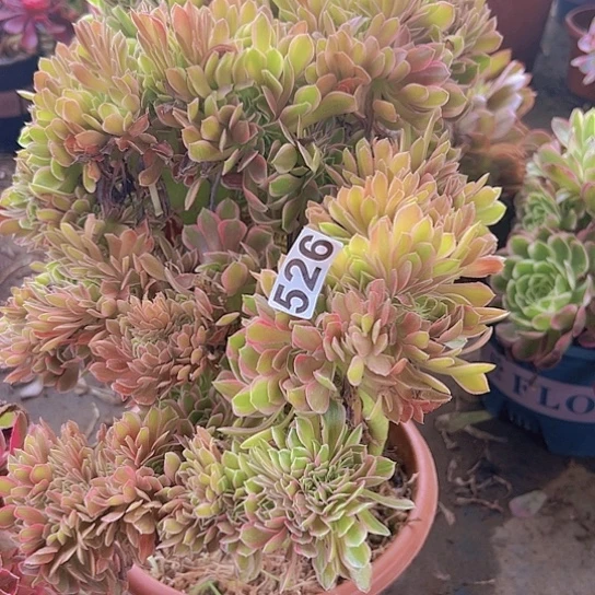 缘***景多肉植物一个法师