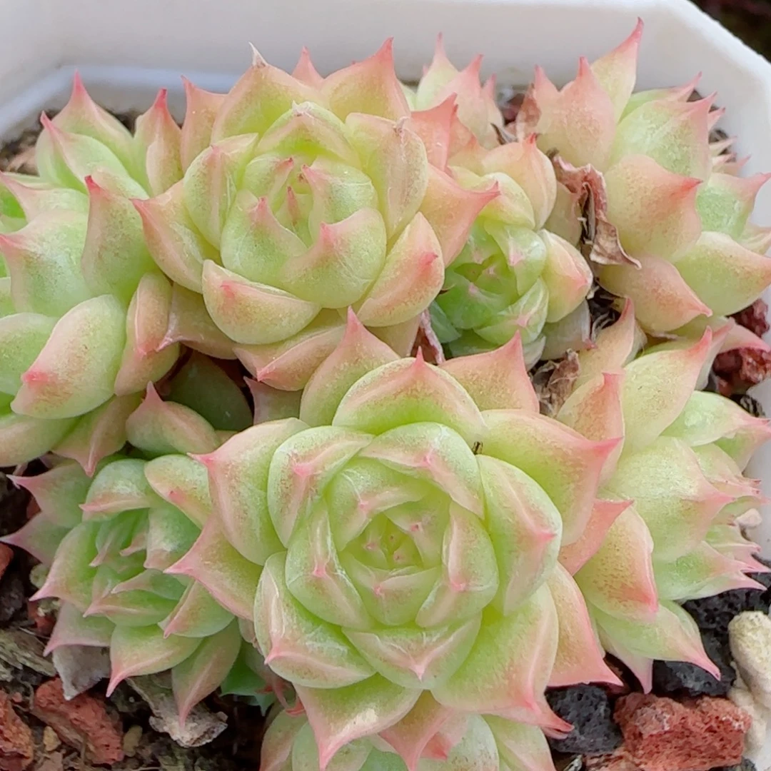 花语逸镜0917-43散