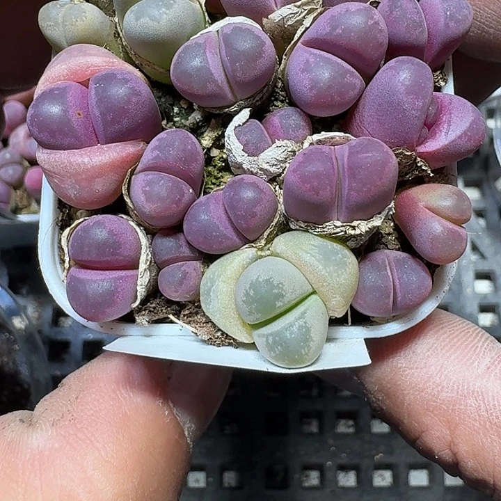 167 多肉植物多肉植物