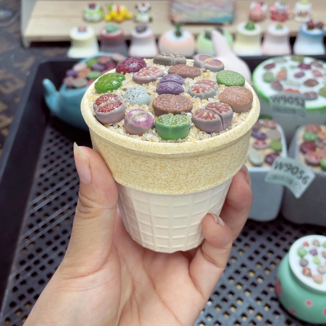 双***楼w9058 带盆土发货一物一拍