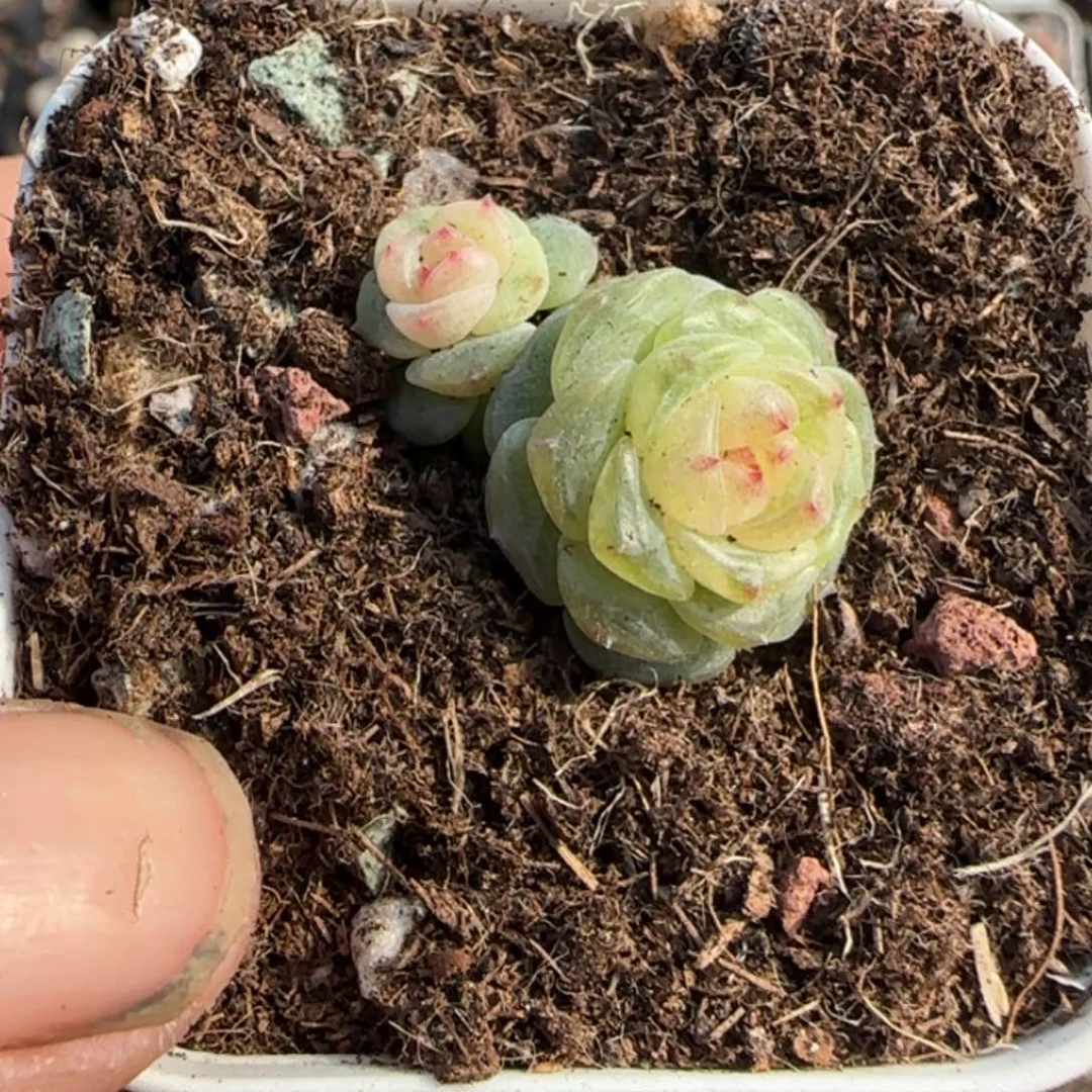 阙***ა多肉小卡拉米糖心一物一拍