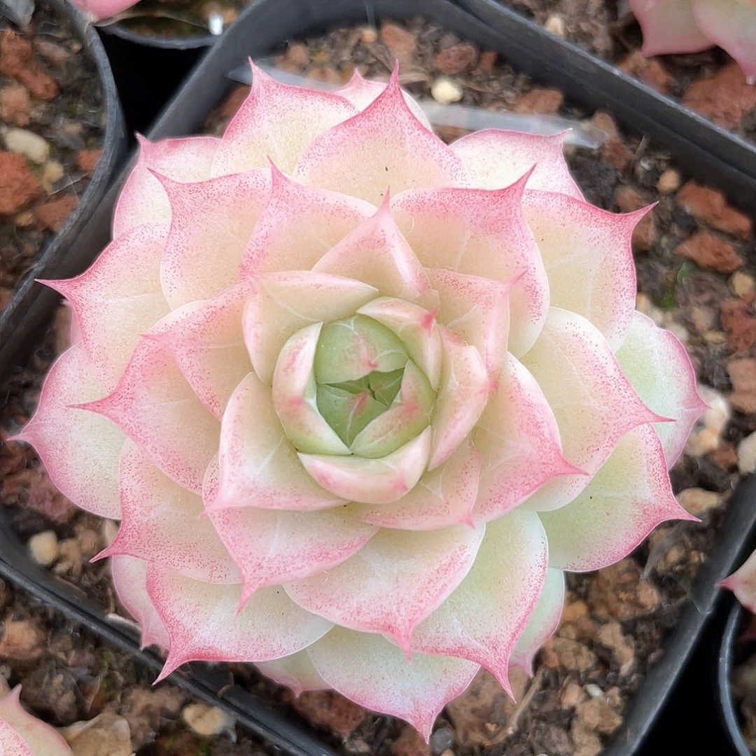 优选女王福利667