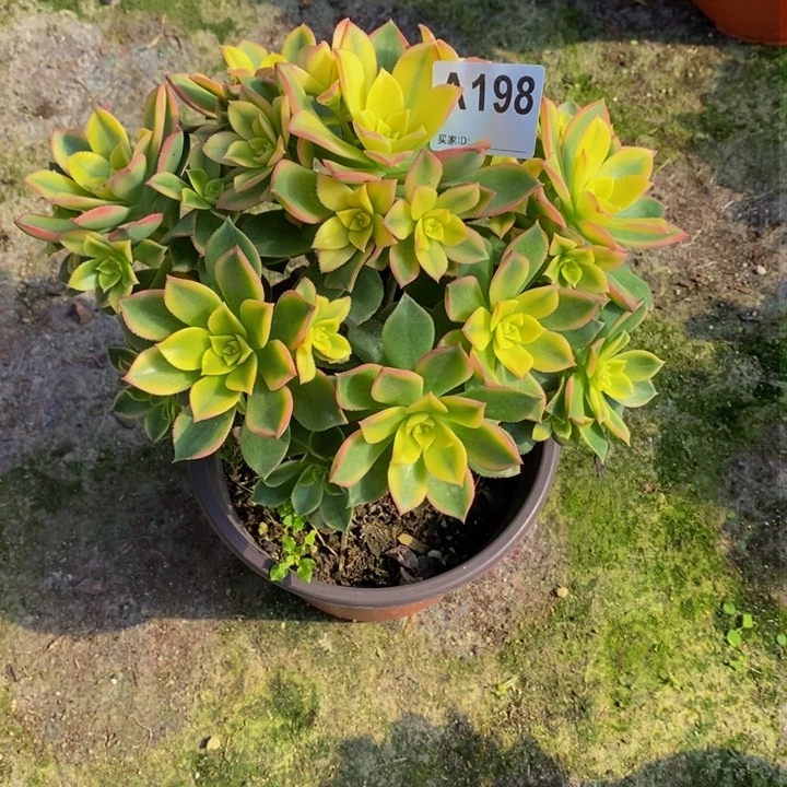 丫****单艳日辉多肉植物198