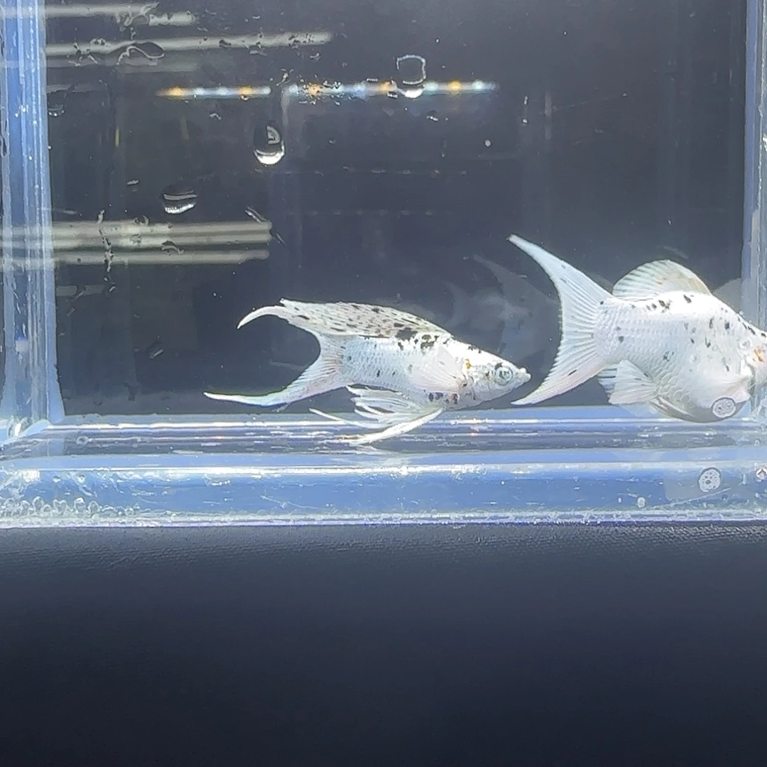 孔雀鱼关注主播可以竞拍