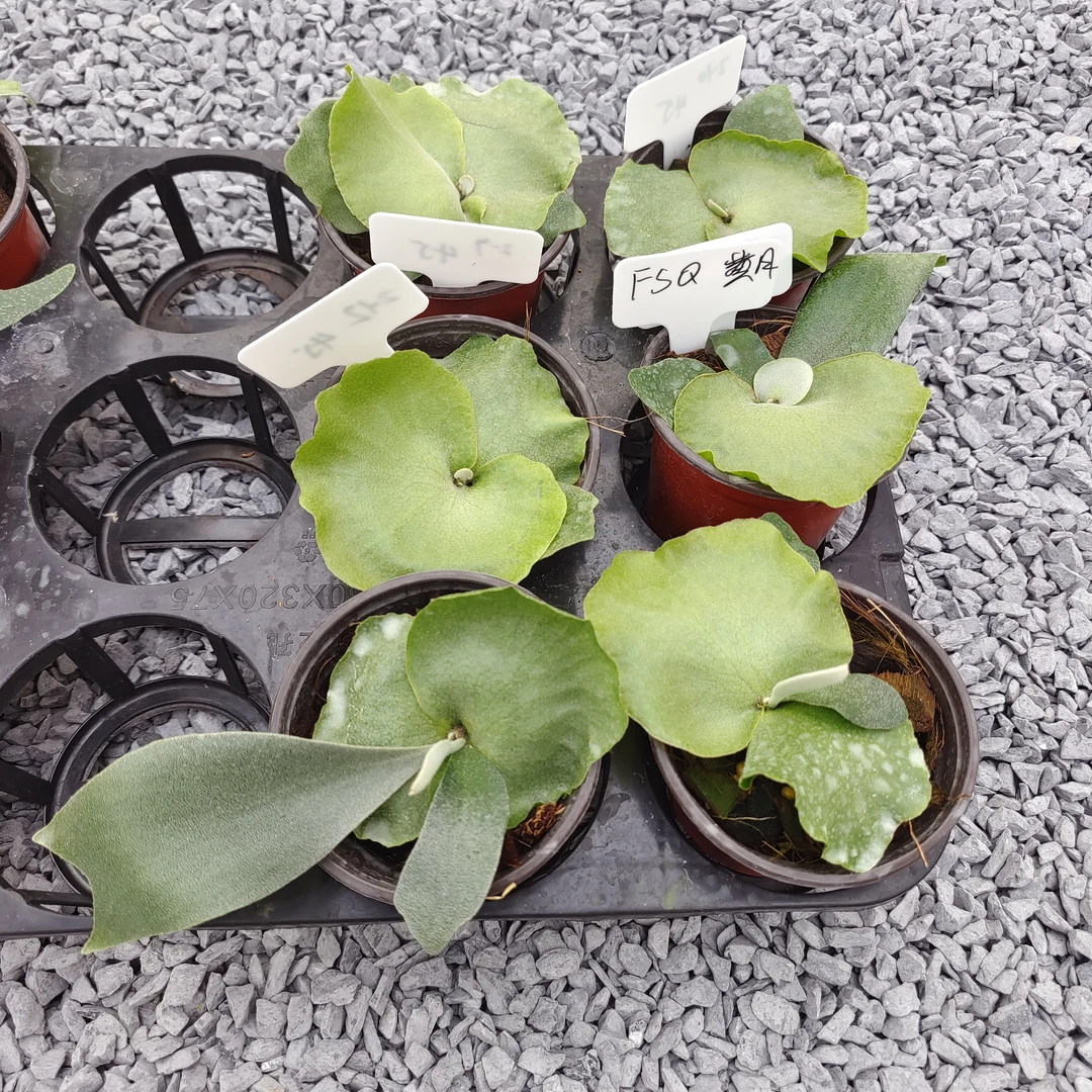4号 绿野星球一物一拍直播间FSQHY 热带观叶植物