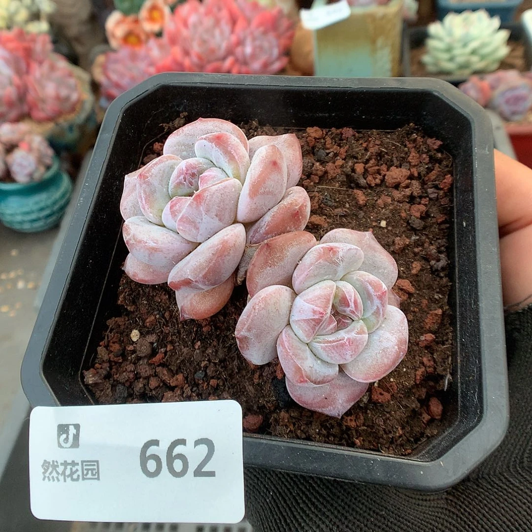 662星影多肉植物6666