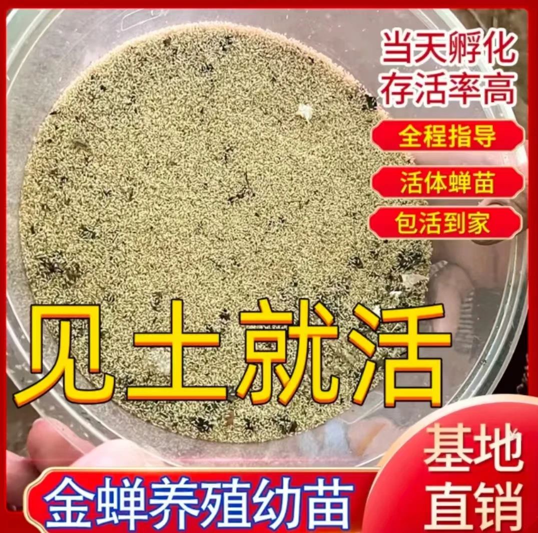 鲜活金蝉幼虫种子知了猴孵化好爬蚱幼苗知了猴种子饲料幼苗