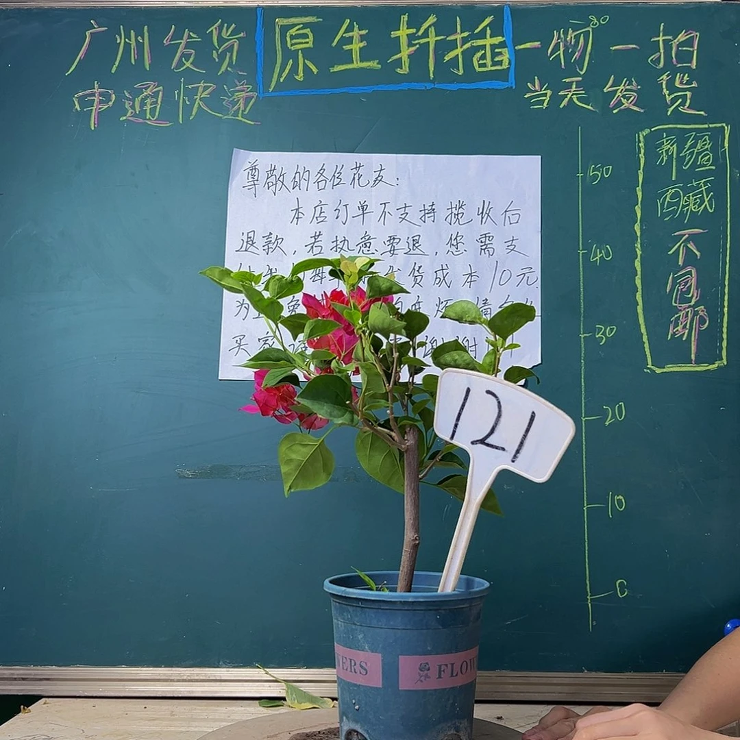当前无花栽培后可以开花五宝红绿叶五宝同株  121