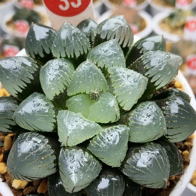 【闪购商品】糯玉露33