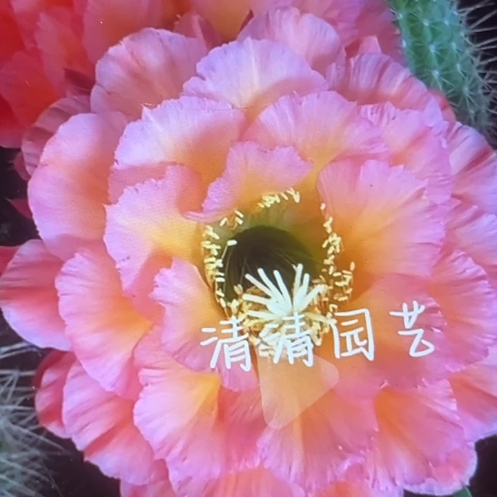 清清3-106根仙人球瑕疵