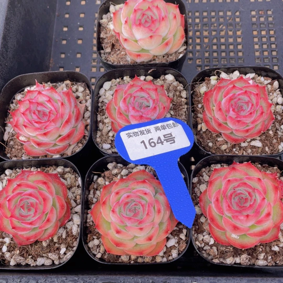 164号 全状态粉侧影单头一个