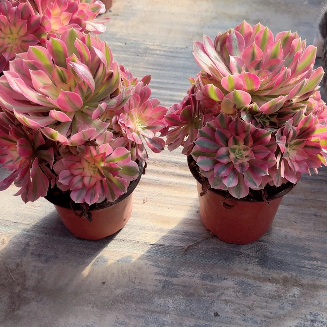 无花朵粉女巫中号